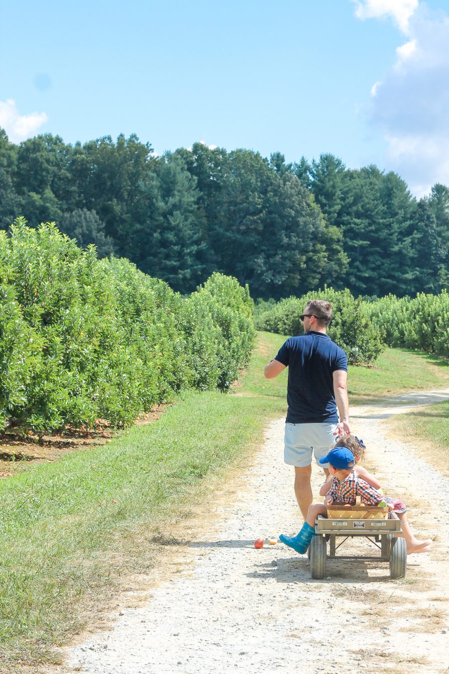 Stepp's Hillcrest Orchard