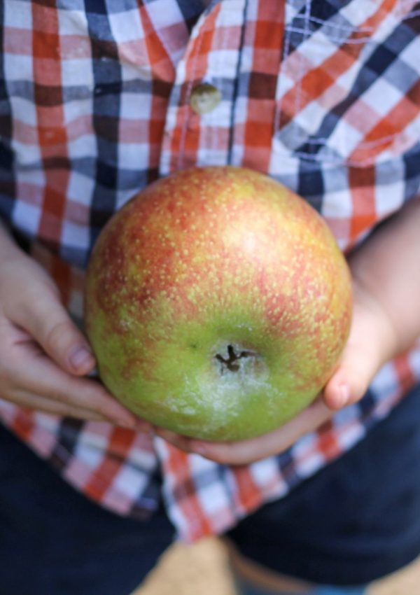 Apple Picking!