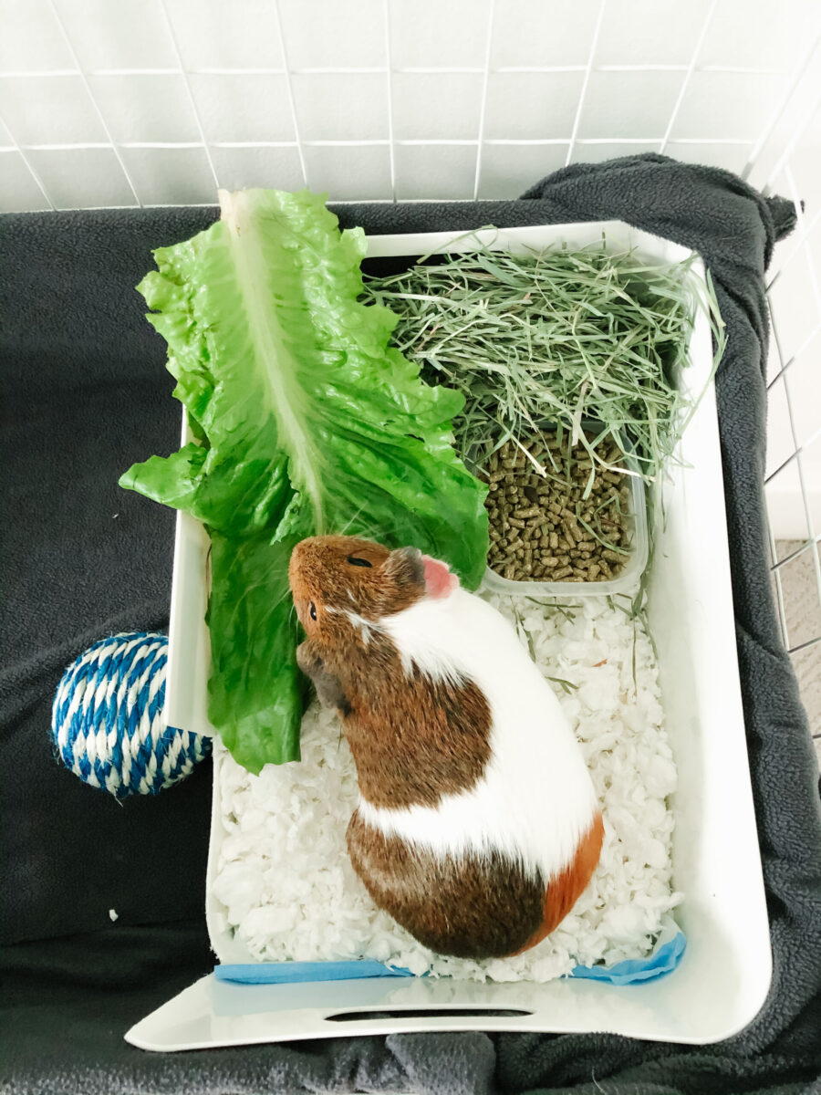 The Ultimate Guide To Cages For Guinea Pigs – GuineaDad