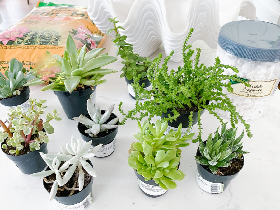 DIY Succulent Garden - Carolina Charm