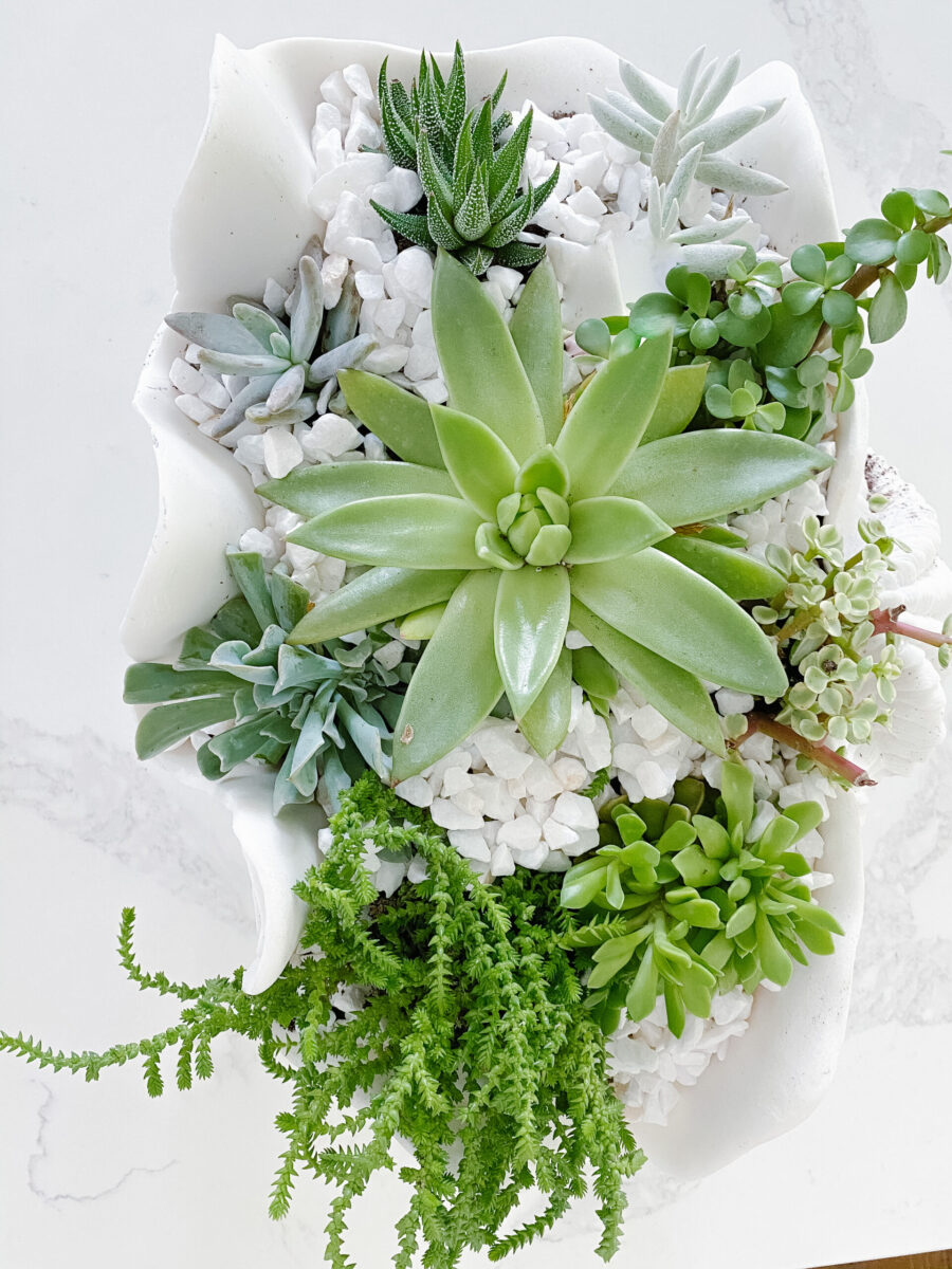 DIY Succulent Garden - Carolina Charm