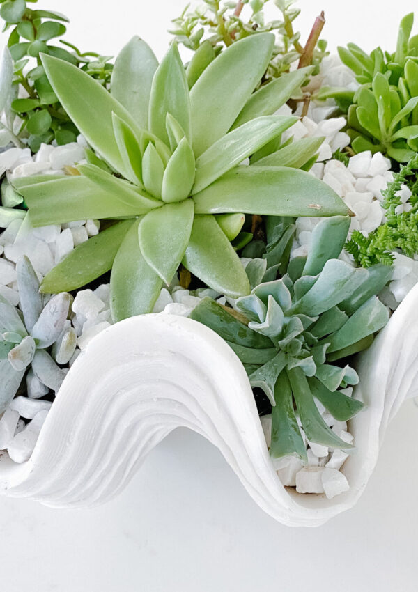 DIY Succulent Garden