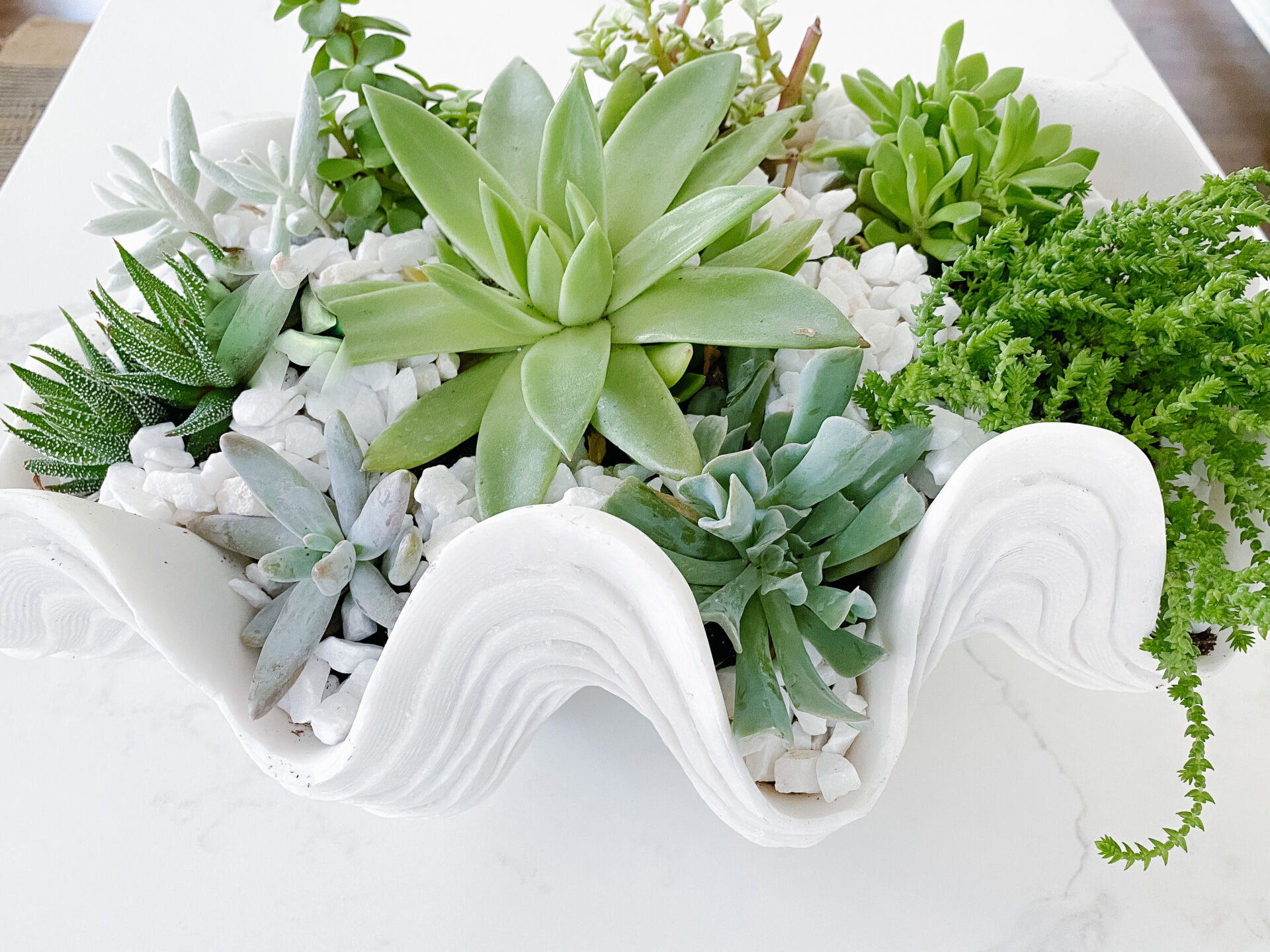 DIY Succulent Garden - Carolina Charm