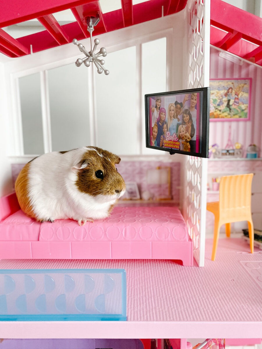 My guinea pig didn't like the vitamin C drops in the water so I