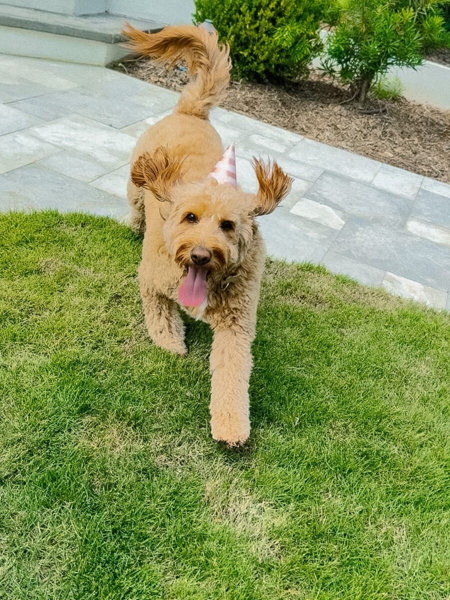 Mabel's Birthday Pawty