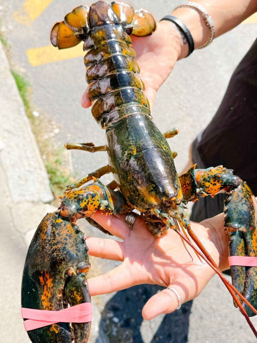 Fall In Maine Portland