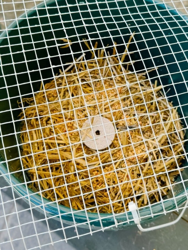 mosquito buckets of doom with chicken wire lid