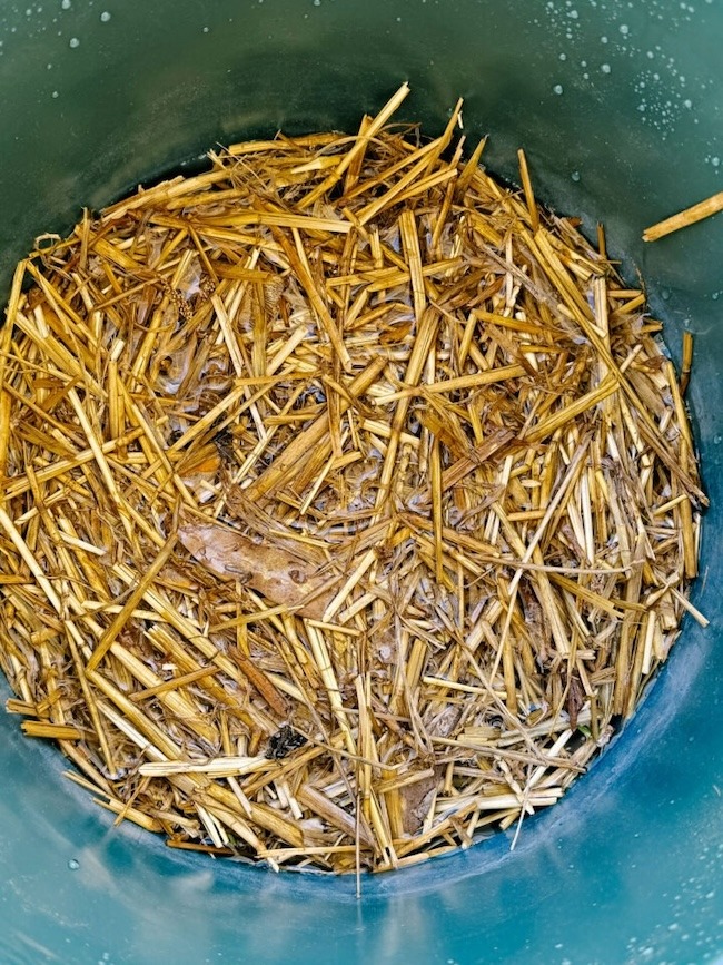 mosquito buckets of doom straw clippings
