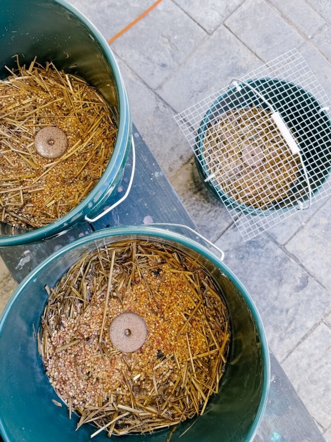 mosquito buckets of doom