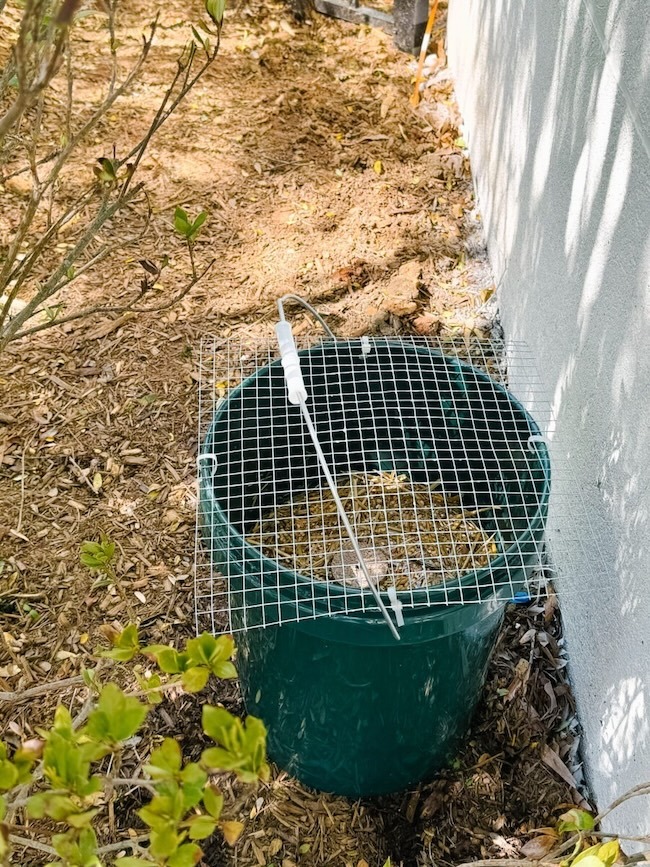 mosquito buckets of doom